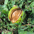 Hickory tree green split husk revealing brown nut inside