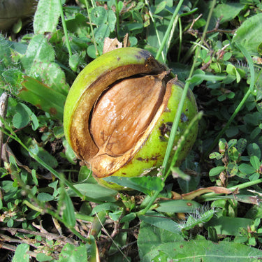 Hickory tree green split husk revealing brown nut inside