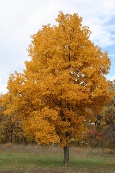 Vibrant golden-yellow hickory tree with dense foliage against blue sky