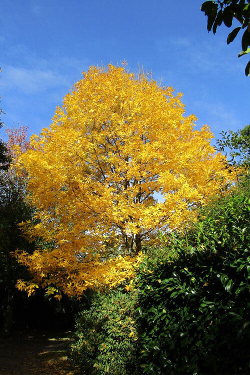 Vibrant golden Hickory Tree with dense autumn foliage against blue sky