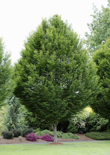 Lush Hornbeam tree with dense green foliage and sturdy trunk in garden