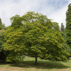 Lush Hornbeam Tree with vibrant green leaves and sturdy trunk in grassy area
