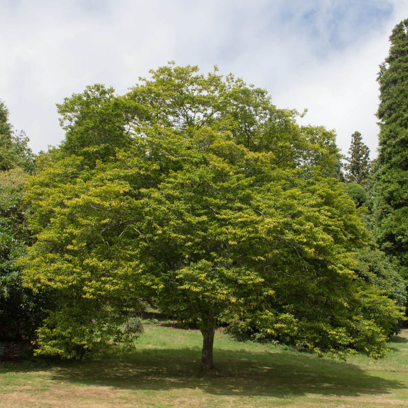 Lush Hornbeam Tree with vibrant green leaves and sturdy trunk in grassy area