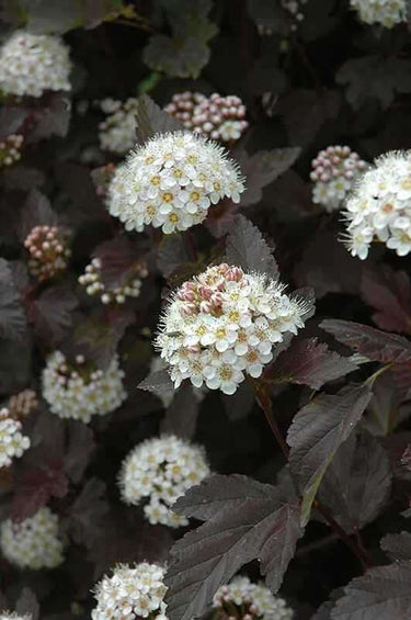 Hydrangea live stakes with delicate white flowers and burgundy leaves