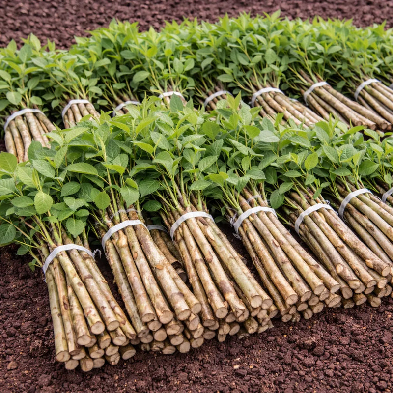hydrangea-live-stakes - TN Nursery