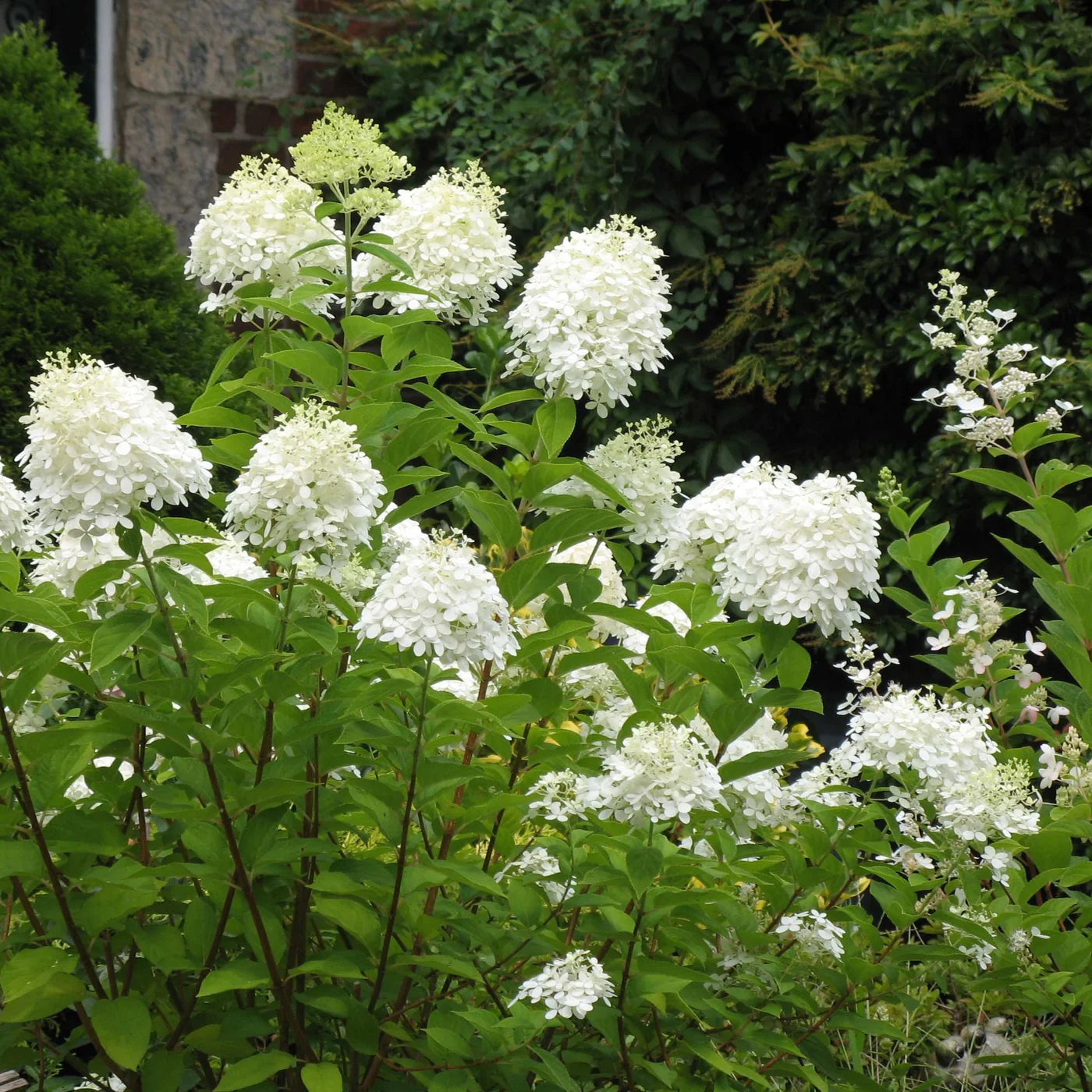 Lush white Hydrangea Shrub bush with dense flower clusters and green leaves