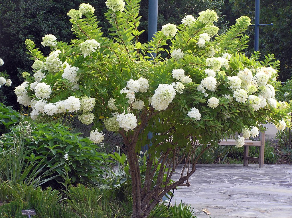 Lush full-bodied white Hydrangea Shrub with dense blossoms and green foliage
