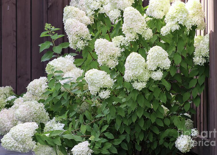 Lush white Hydrangea Shrub bush with dense flower clusters and green leaves