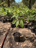 Pawpaw Tree