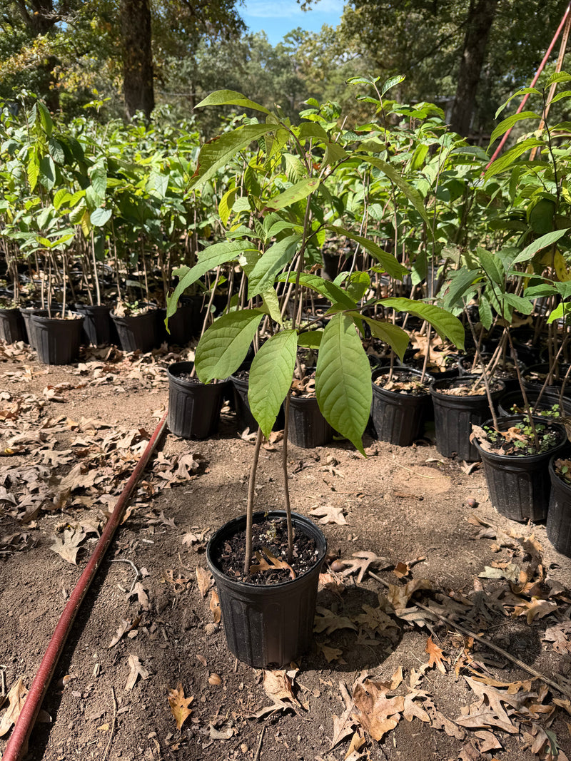 Pawpaw Tree