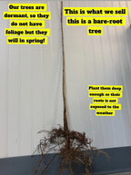 A bare-root honey locust tree with a slender brown trunk and exposed tangled roots for planting