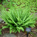 A lush vibrant green christmas fern with feathery fronds and dense bushy growth ideal for indoor or outdoor decor