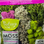 Preserved Mix Moss Collection - For Tabletop Decor