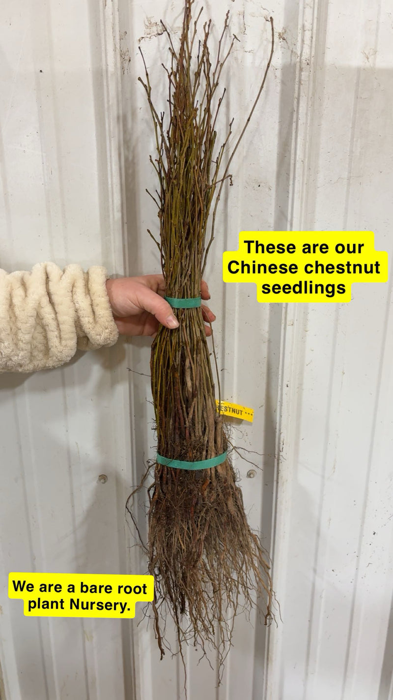 Bundle of Chinese Chestnut Seedlings with bare roots tied by green bands