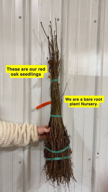Southern red oak seedlings bundle with bare roots, tied by hand