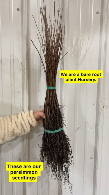 Bundle of bare-root persimmon tree seedlings with brown branches and tangled roots, tied by teal bands