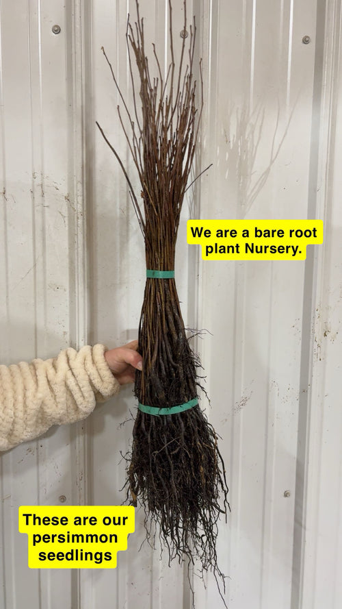 Bundle of bare-root persimmon tree seedlings with brown branches and tangled roots, tied by teal bands