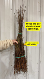 Bundle of Chestnut Oak Seedlings with bare roots tied by green bands