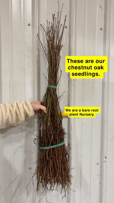 Bundle of Chestnut Oak Seedlings with bare roots tied by green bands
