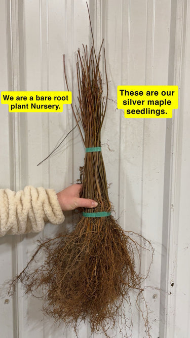 Bundle of bare-root Silver Maple seedlings with fibrous roots tied by green bands