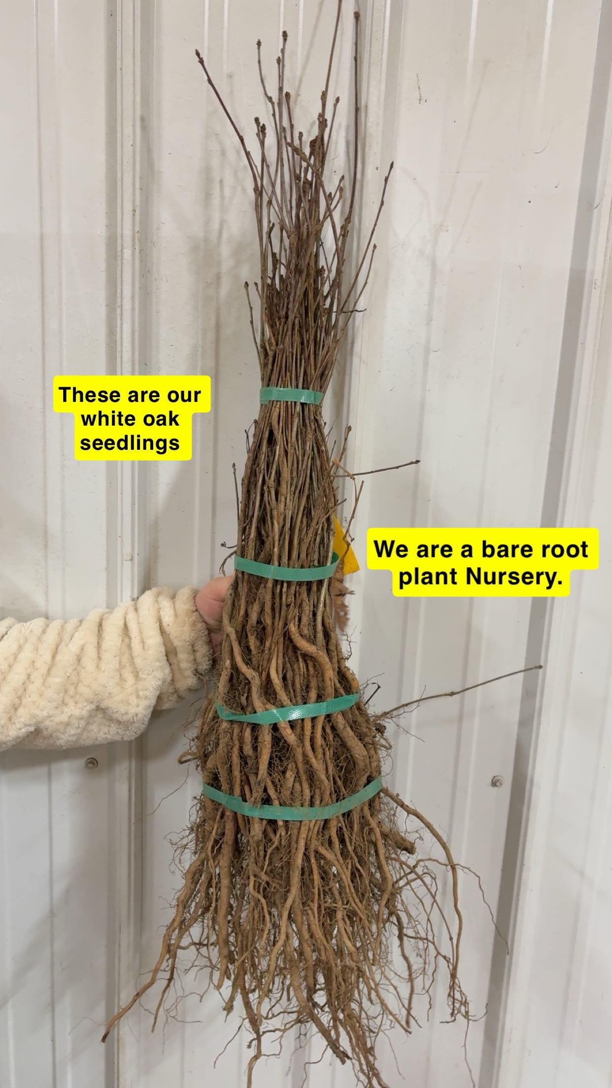 Bundle of White Oak Seedlings with bare roots tied by green bands
