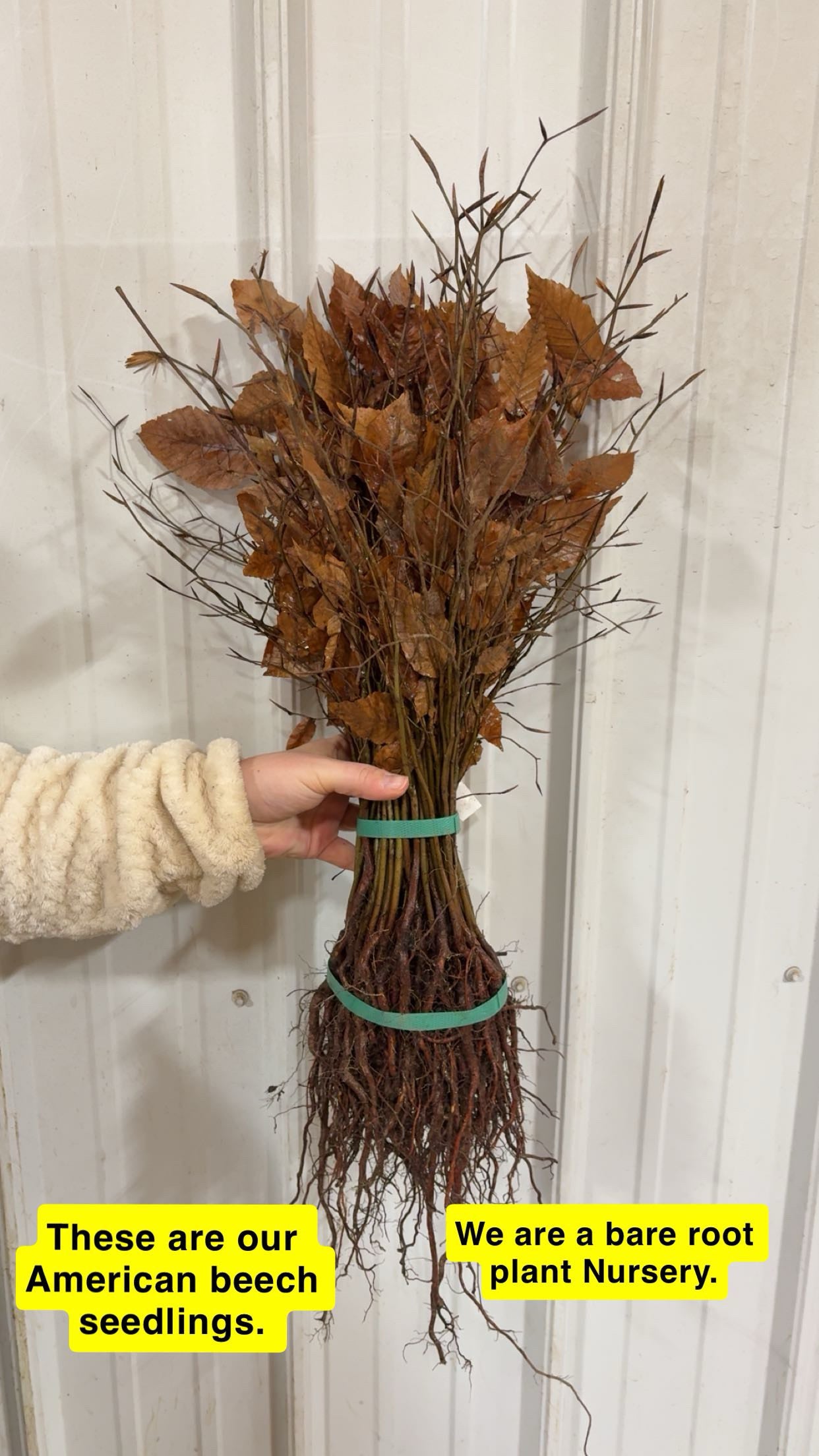 American Beech Seedlings bundle with dried brown leaves and exposed roots