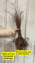 Bundle of bare root Sourwood Tree Seedlings with brown branches and earthy roots tied by green band