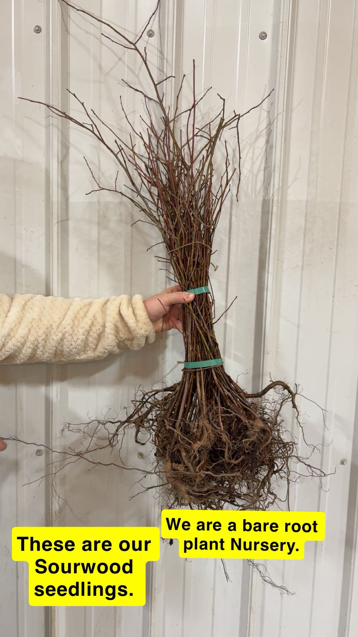 Bundle of bare root Sourwood Tree Seedlings with brown branches and earthy roots tied by green band