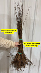 Bundle of brown bare-root Redbud Seedlings tied with green bands