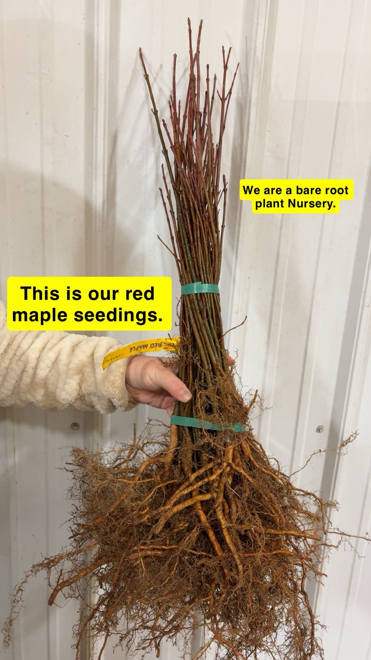 Red maple tree seedlings bundle with exposed roots tied by green bands