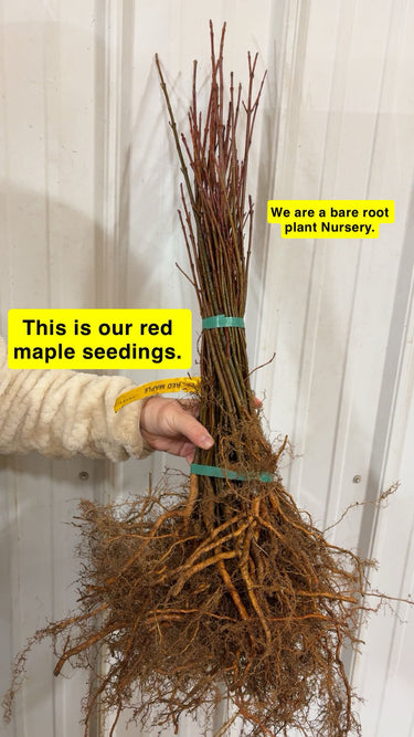 Red maple tree seedlings bundle with exposed roots tied by green bands