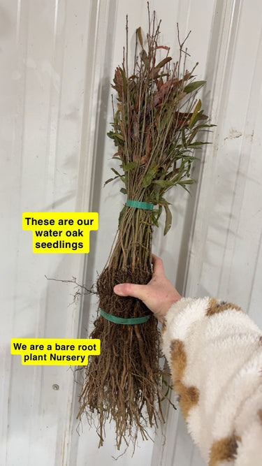 Bundle of Water Oak Seedlings with bare roots tied by green bands