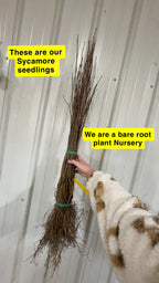 Bundle of brown bare-root Sycamore Seedlings tied with green bands