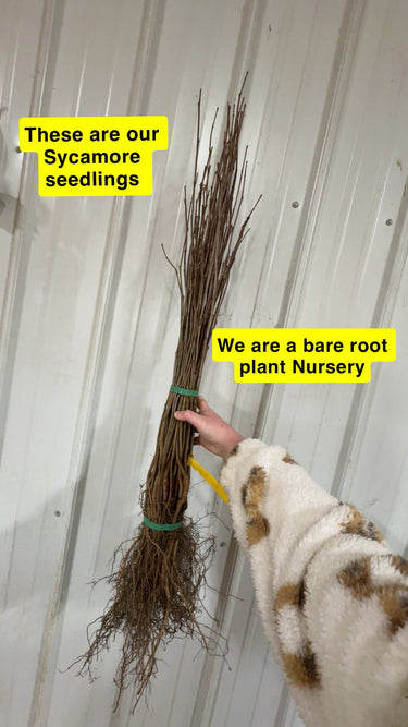 Bundle of brown bare-root Sycamore Seedlings tied with green bands