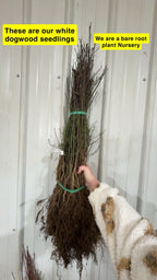 Bundled white dogwood seedlings with exposed roots and green ties
