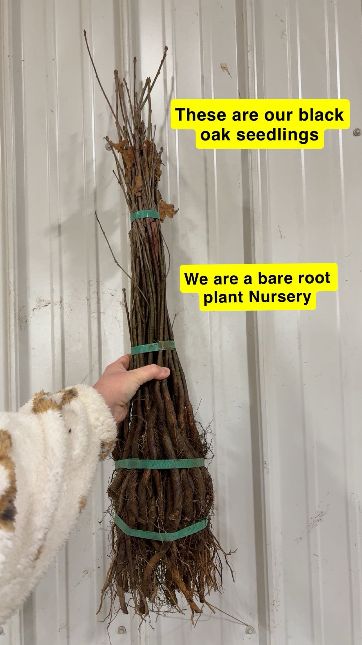 Black oak seedlings bundle with bare roots tied by green bands