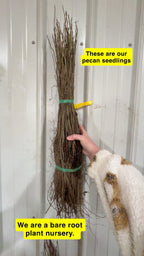 Bundle of bare root pecan tree seedlings with brownish stems and tangled roots