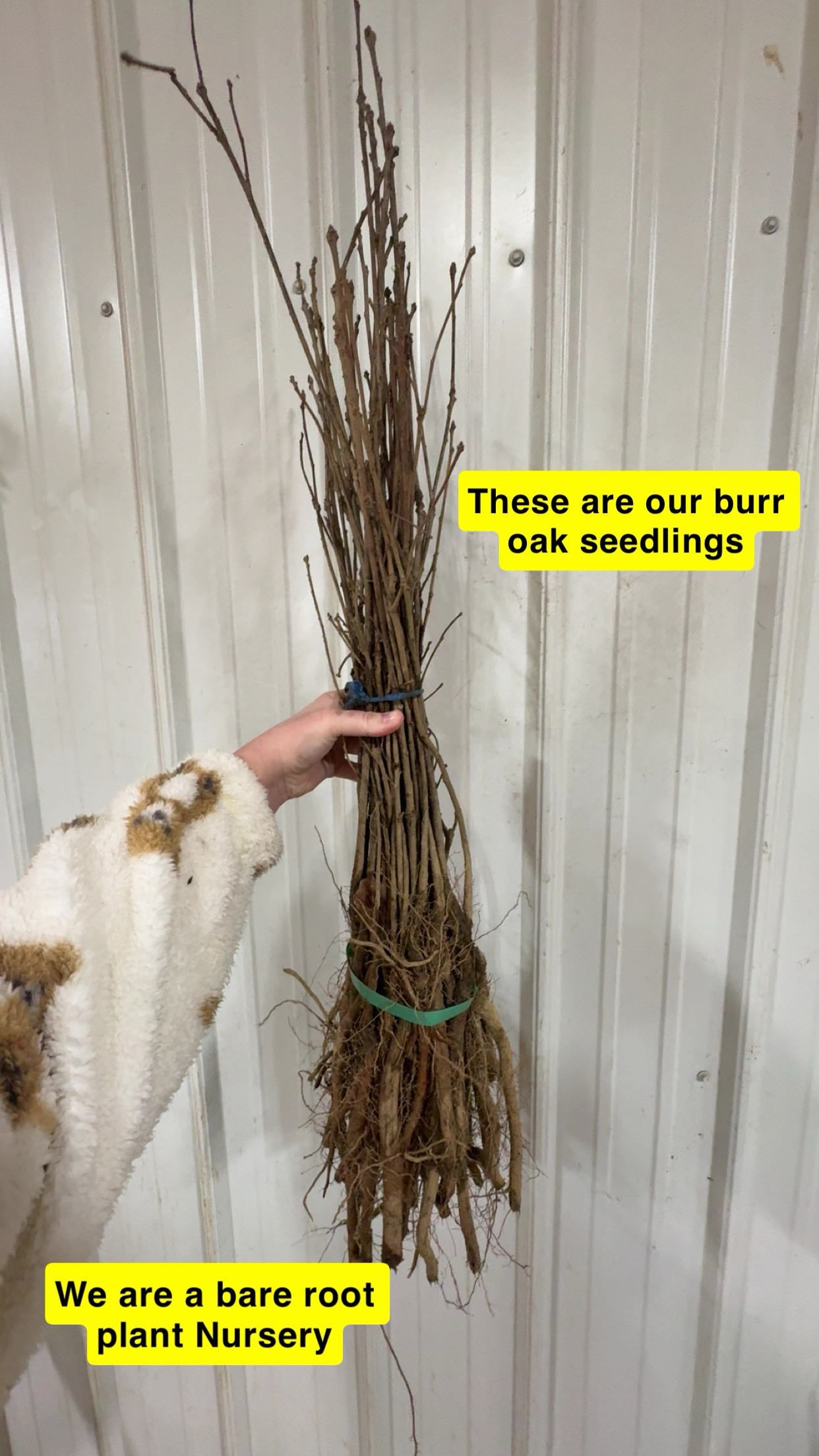 Burr oak seedlings bundle with bare roots and slender branches tied by green band
