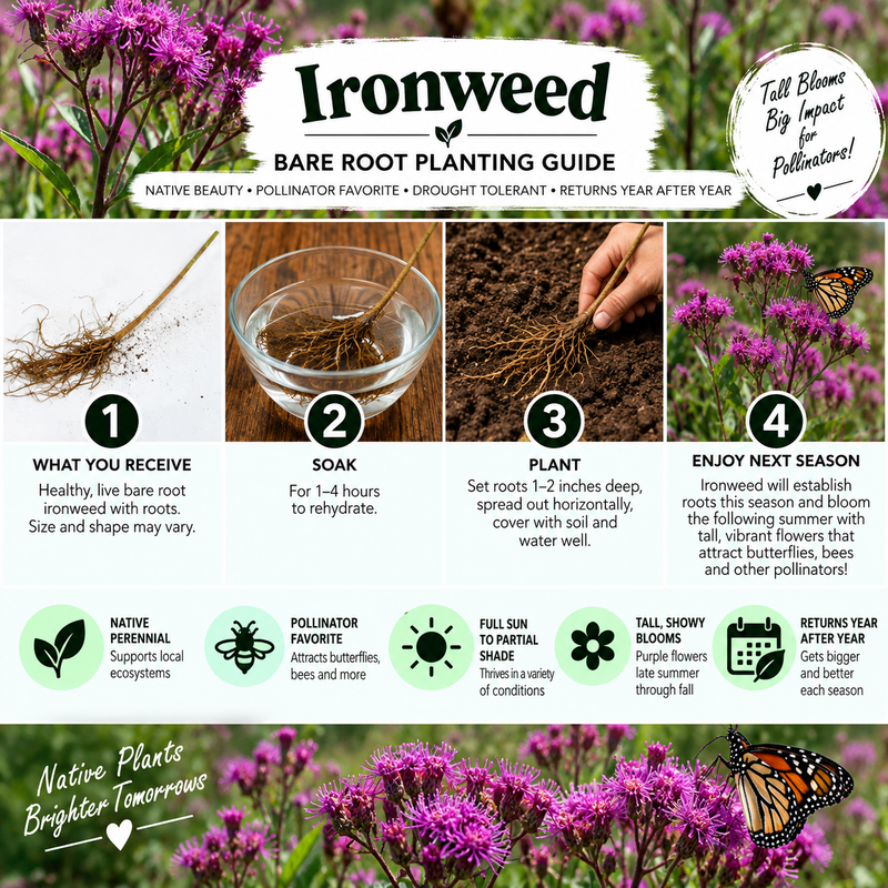 An informational gardening graphic for Ironweed titled 'Bare Root Planting Guide' with four numbered steps showing what the buyer receives, soaking roots, planting, and enjoying the next season. The bottom includes a photo of purple flowering ironweed in a field and a butterfly, with text noting native personal and pollinator favorite qualities.