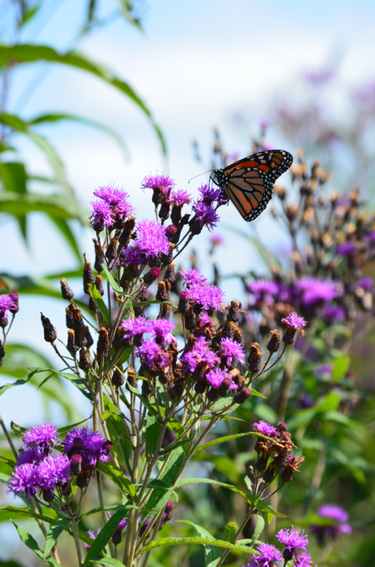 Monarch butterfly on vibrant purple ironweed flowers
