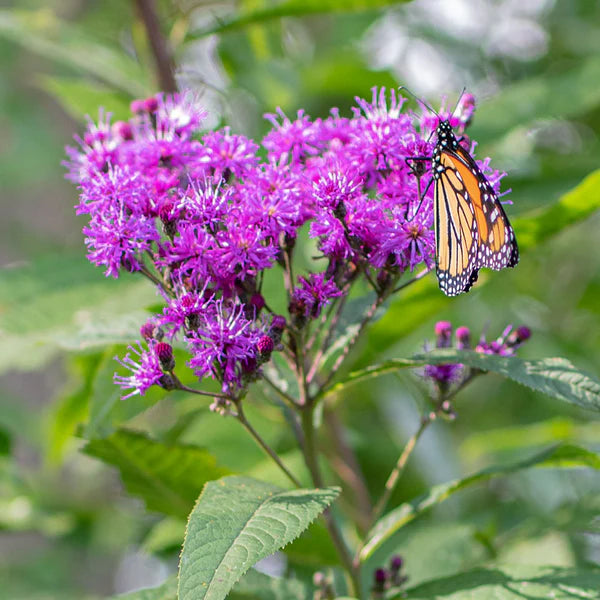Monarch butterfly on ironweed purple flowers