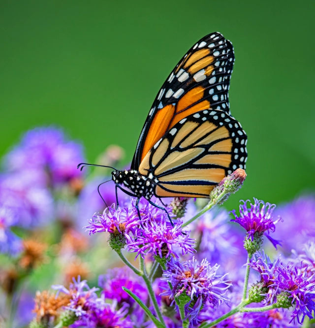 Monarch butterfly on ironweed purple flowers