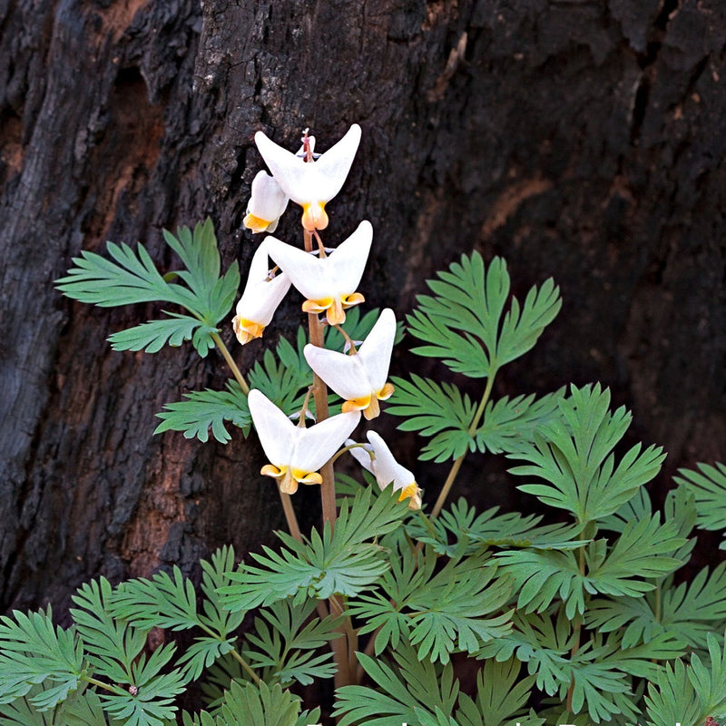 Ivory Blooming Trio: white Dutchmans breeches with heart petals on green foliage