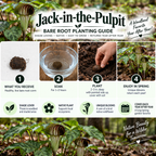 Jack In The Pulpit Plant