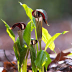 Three dark maroon and green striped Jack in the Pulpit arum lilies