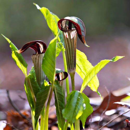 Three dark maroon and green striped Jack in the Pulpit arum lilies