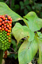Jack in the pulpit plant vibrant spadix with orange green berries and leaves