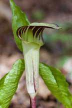 Jack in the pulpit plant: delicate green maroon-striped arum lily with white spadix