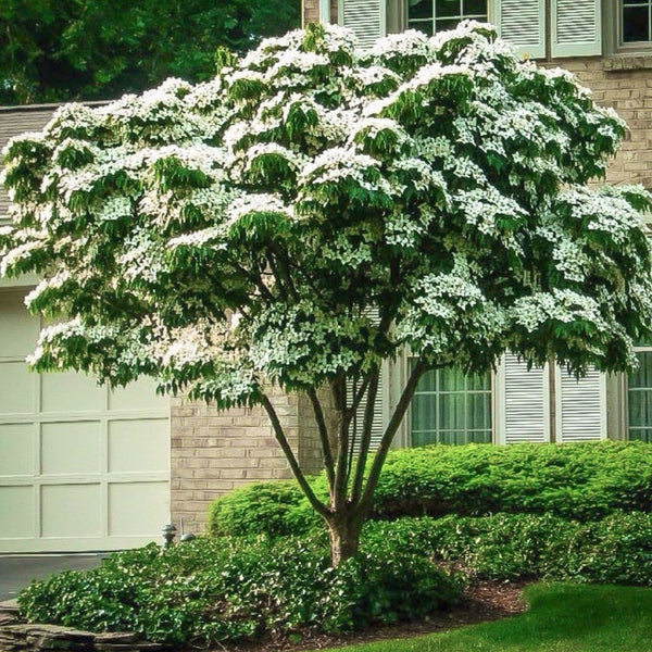 Lush Kousa dogwood tree with dense white blossoms and green leaves