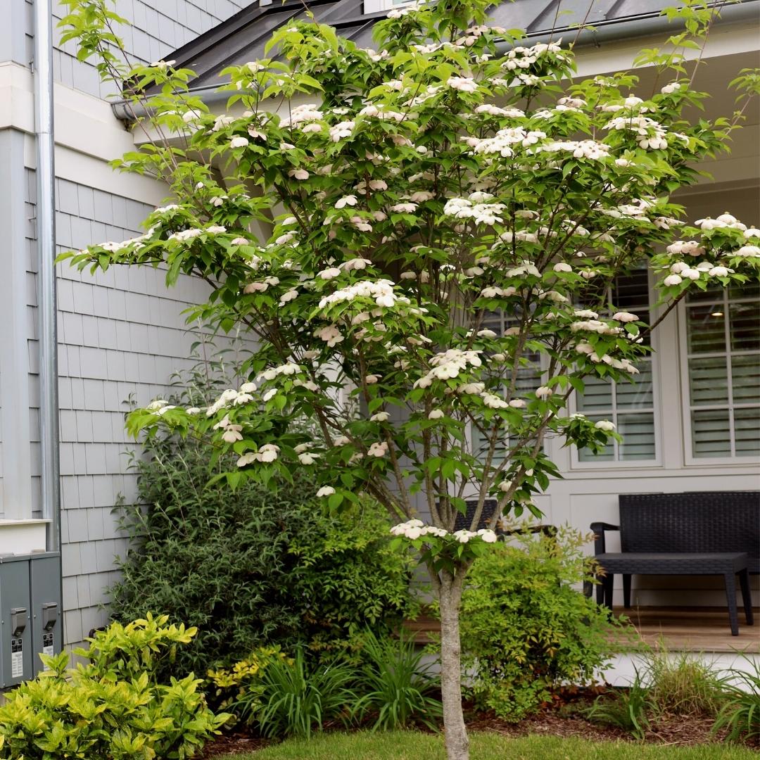 Lush Kousa dogwood tree with abundant white blossoms in garden bed